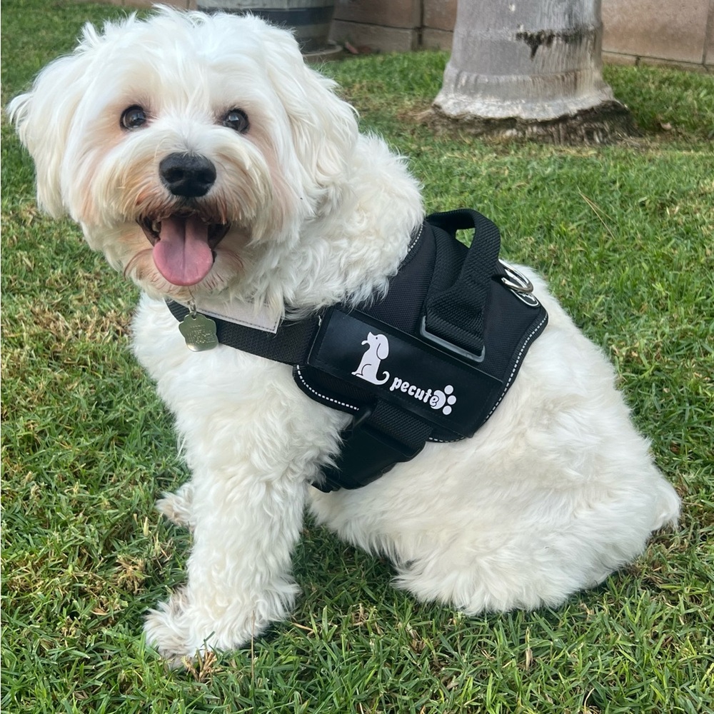 Black Dog Harness